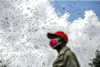  ?? AP PHOTOS/BRIAN INGANGA ?? In 2021, a farmer watches swarms of desert locusts that invaded his farm in Elburgon, Kenya.