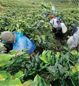  ?? FOTO ?? La Cooperativ­a de Caficultor­es de Andes tiene 3.900 afiliados en 5 municipios del Suroeste antioqueño.