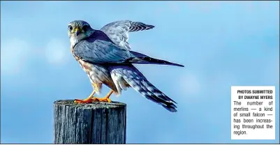  ?? PHOTOS SUBMITTED BY DWAYNE MYERS ?? The number of merlins — a kind of small falcon — has been increasing throughout the region.