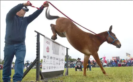  ?? ?? It is heels up as this mule clears the jump in a previous Pea Ridge Mule Jump. This year’s event, the 32nd annual, will begin at 9 a.m. Saturday in the field north of City Hall on Weston Street in Pea Ridge.