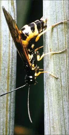  ?? File contribute­d photo ?? Wheat stem sawfly will rear its ugly head again in 2019.