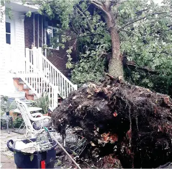  ?? PHOTO COURTOISE ?? Des vents violents ont déraciné des arbres à Saint-Isidore, en Montérégie, plongeant dans le noir de nombreuses résidences, hier en fin d’après-midi.