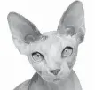  ??  ?? The sphynx cat has been recognized as an official breed.