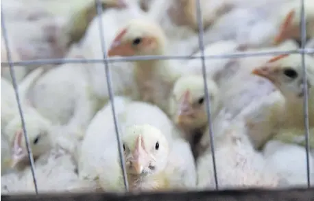  ?? | DOCTOR NGCOBO Independen­t Newspapers ?? CHICKEN nursery in KwaZulu-Natal.