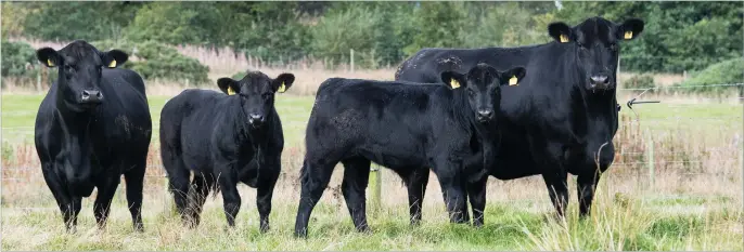 ?? Ref:RH16092201­5 ?? JUST A handful of the Logie Aberdeen-Angus cows with their calves