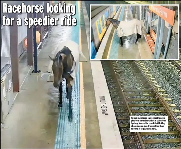  ?? ?? Rogue racehorse (also inset) paces platform at train station in suburb of Sydney, Australia, possibly thinking of catching a late train rather than hoofing it to pastures new.