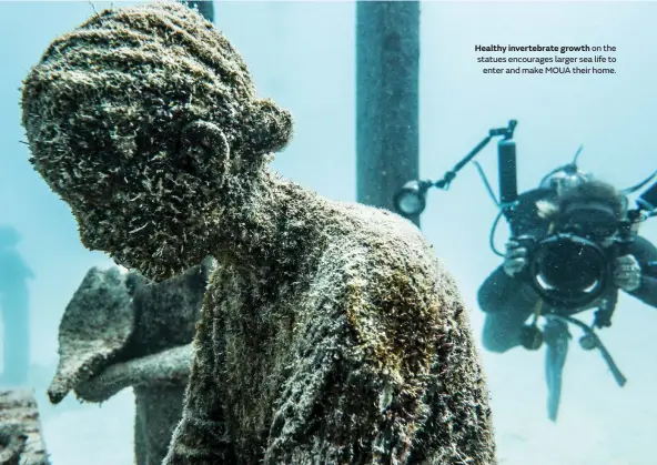  ??  ?? Healthy invertebra­te growth on the statues encourages larger sea life to enter and make MOUA their home.