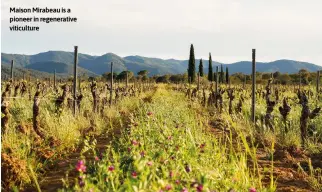  ?? ?? Maison Mirabeau is a pioneer in regenerati­ve viticultur­e