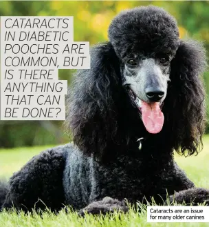  ??  ?? Cataracts are an issue for many older canines