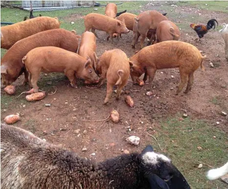  ??  ?? The Tamworth pigs at Tullari Trotters tuck into a sweet potato breakfast.