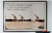  ??  ?? Fotografía Giraffes in Mirage on the Taru Desert (Kenia, 1960), de Peter Beard.