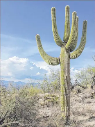  ??  ?? Arms of a saguaro cactus might not appear until it is 50 to 100 years old.