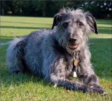  ??  ?? Dandy is a classic example of the Lurcher type of dog