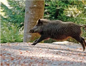  ?? Philip Dumas/Getty Images ?? ●●A wild boar bounding into the forest
