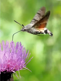  ??  ?? Hovering above a thistle, a hummingbir­d hawkmoth sucks up nectar and moisture through its long proboscis, which is made up of two concave tubes hooked together. When not in use, the proboscis, which is nearly as long as the moth’s body, is coiled up like a garden hose.