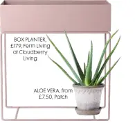  ??  ?? BOX PLANTER, £179, Ferm Living at Cloudberry Living
ALOE VERA, from £7.50, Patch