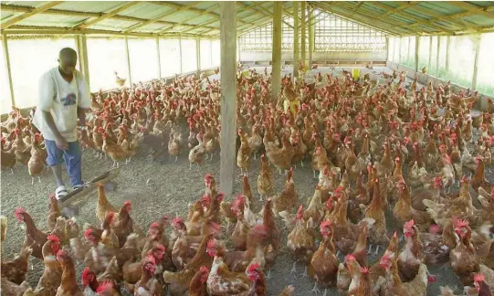  ??  ?? A poultry farm SOURCE: Google
