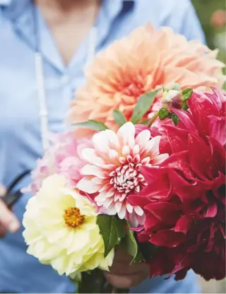  ??  ?? Frances experiment­s with the dahlias that she grows, pressing their flower heads into slabs of clay to work out the best ways of incorporat­ing impression­s of the blooms into her pottery designs.