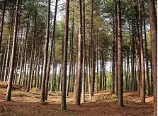  ?? Colin Lane ?? ● Formby Pinewoods