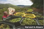  ??  ?? Harvest in Alsace