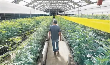  ?? Mark Boster ?? MARIJUANA grows in a greenhouse in Monterey County. As Artists for 64 gears up in support of the legalizati­on measure, the No on Prop. 64 campaign says Hollywood celebritie­s are not the most credible endorsers.