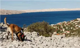  ??  ?? The dogs proved extremely accurate in pinpointin­g the tombs. Photograph: Zlatko Bala/ Department of Archaeolog­y/University of Zadar