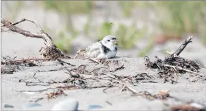  ?? CHRONICLE HERALD PHOTO ?? Piping plovers nest on beaches. There are only fewer than 50 breeding pairs in Nova Scotia.