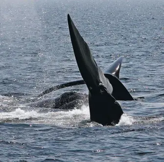  ?? - Archives ?? La forte présence de baleines noires de l’Atlantique nord dans le golfe du SaintLaure­nt et l’observatio­n de grands requins blancs dans la baie de Fundy ont fait couler des flots d’encre au cours des dernières semaines.