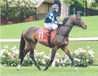  ??  ?? Russian Camelot, ridden by Damien Oliver prior to the Cox Plate.