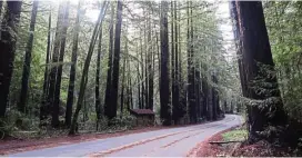  ??  ?? A sudden remnant of giant redwood forest appeared on the drive along Lucas Valley Road in Marin County, California.