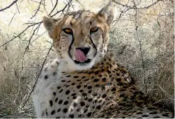  ?? UTE VON LUDWIGER ?? Etosha National Park is full of waterholes that lure wildlife.