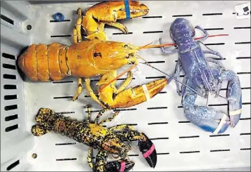  ?? — File photo by The Associated Press ?? Odd-coloured lobsters at New Meadows Lobster in Portland, Maine.