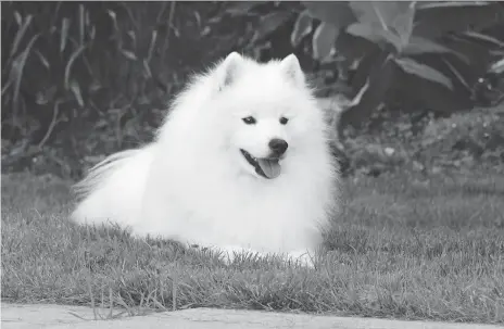  ?? THE CANADIAN PRESS ?? An American Eskimo dog named Inuk from Caledon, Ont., has that elusive “it” factor. Inuk has used it to good effect in the world of canine showing and breeding, where he’s emerged as a consistent top dog at the Westminste­r Kennel Club Dog Show over a...