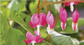  ??  ?? Spring-flowering
Lamprocapn­os loves damp shade xxxxxxxxx