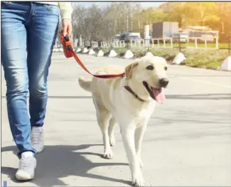  ?? (DR) ?? Un chien se comporte comme il a été élevé par son maître.