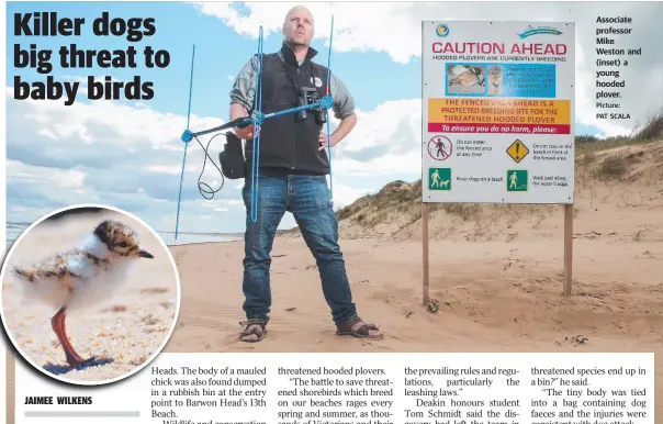  ?? Picture: PAT SCALA ?? Associate professor Mike Weston and (inset) a young hooded plover.