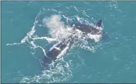  ?? THE CANADIAN PRESS/HO-CENTER FOR COASTAL STUDIES ?? Right whales are shown in a Center for Coastal Studies handout photo.