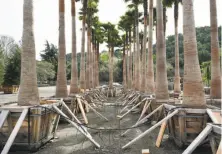  ??  ?? A stand of Mexican fan palms in Sunol is in the process of being boarded up for transporta­tion to the new City Park.