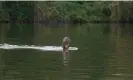  ?? ?? The wild giant otter – feared extinct in Argentina – was spotted by Sebastián Di Martino while he was kayaking. Photograph: Nico Munoz/Fundacion Flora y Fauna Argentina