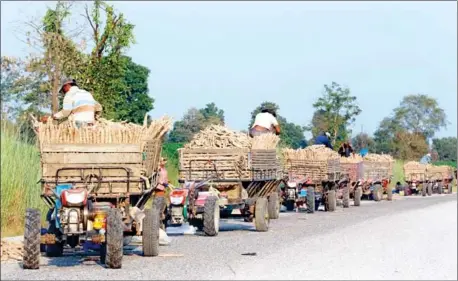  ?? HENG CHIVOAN ?? Batches of cassava are loaded on to trailers pulled by two-wheel agricultur­al tractors, and bound for the drivers’ hometown in Banteay Meanchey province.