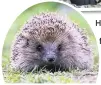  ?? Pictures courtesy RSPB ?? Help wildlife through winter: make bird feeders or a shelter for hibernatin­g hedgehogs