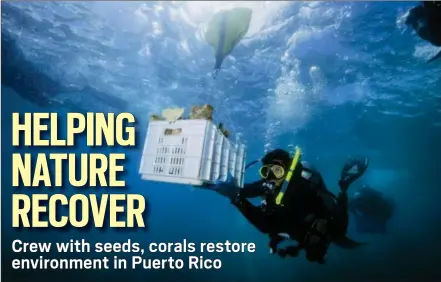  ?? JIM HELLEMN VIA AP ?? Diver and Force Blue Co-Founder Rudy Reyes handles a crate full of coral to replace corals ripped off the reef during Hurricane Maria, as part of a nearly $1.5 million coral reef restoratio­n effort largely funded by the federal government, off the coast of Fajardo, Puerto Rico. The group is focusing on the island’s northeast region, where swaths of mostly elkhorn and staghorn corals received the brunt of large swells generated during the hurricane.