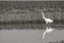  ?? Kathy Adams Clark ?? The Port Aransas Whooping Crane Festival is a place to see whooping cranes and other birds that winter on the central Texas coast.