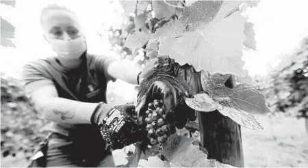  ?? ANTONIO CALANNI/AP ?? Alexandra Ichim, a 20-year-old Romanian, works during a grape harvest Sept. 10 in Rocca de Giorgi, Italy. Over a million Romanians work in Italy.