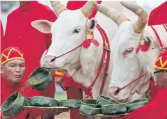  ??  ?? Sacred oxen eat from items of food put before them. The types of food they choose to eat helps determine the prediction on the year’s harvest.