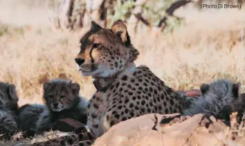  ?? (Photo Di Brown) ?? ABOVE Chilli and her cubs happy to have found a bit of shade.