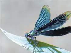  ??  ?? Wie gemalt sieht die Blauflügel­ige Prachtlibe­lle aus, die vor Manfred Lechners Kamera Platz nahm.