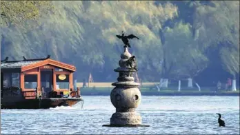  ?? XU RUIKANG / FOR CHINA DAILY ?? The three pagodas draw not only a constant flow of tourists but also flocks of birds on West Lake.