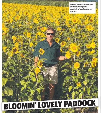  ?? HAPPY SNAPS: Cane farmer Michael Waring in his paddock of sunflowers near Ingham. ??