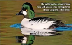  ??  ?? The Goldeneye has an odd-shaped head with obvious white cheek patches, striped wings and a white breast
